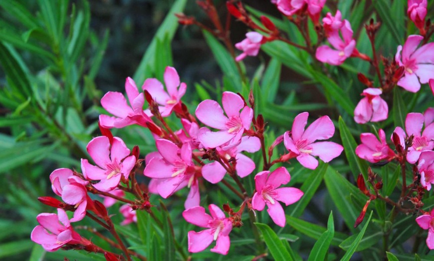 Image 4: Nerium Oleander - Pink, Red or White - Potted Plants