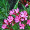 Image 4: Nerium Oleander - Pink, Red or White - Potted Plants