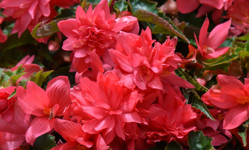 Image 3: Begonia Nonstop Fire or Funky Pink – 12, 24 or 72 Plug Plants