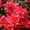 Image 3: Begonia Nonstop Fire or Funky Pink – 12, 24 or 72 Plug Plants