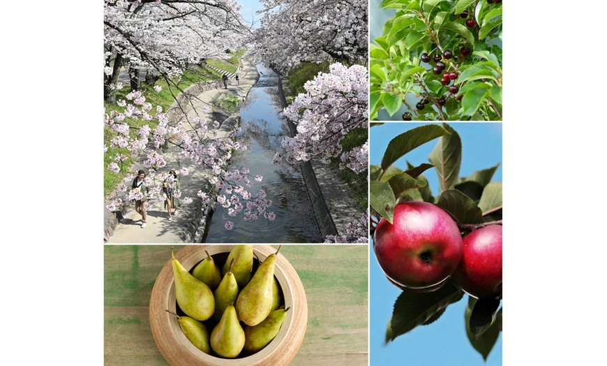 Image 2: Ensemble de 3 arbres fruitiers : pommier, poirier et cerisier doux
