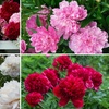 Image 1: One or Three Peony Double Potted Plants