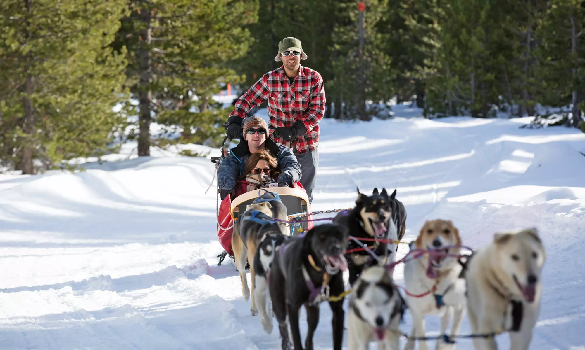 1-Hour Dogsled Trip for One, Two or Four, or 26-Mile Dogsled Trip from Oregon Trail of Dreams (Up to 31% Off)  - Primary Image