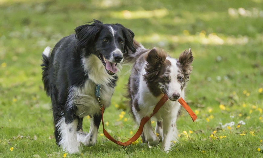 Image 2: Online-Hundetraining oder Beratung vor der Anschaffung eines Hundes 