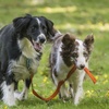 Image 3: Online-Hundetraining oder Beratung vor der Anschaffung eines Hundes 