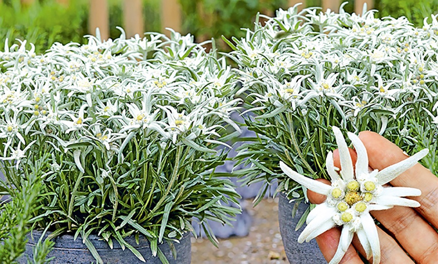 Image 1: Edelweiss and Mountain-Enzian Plants