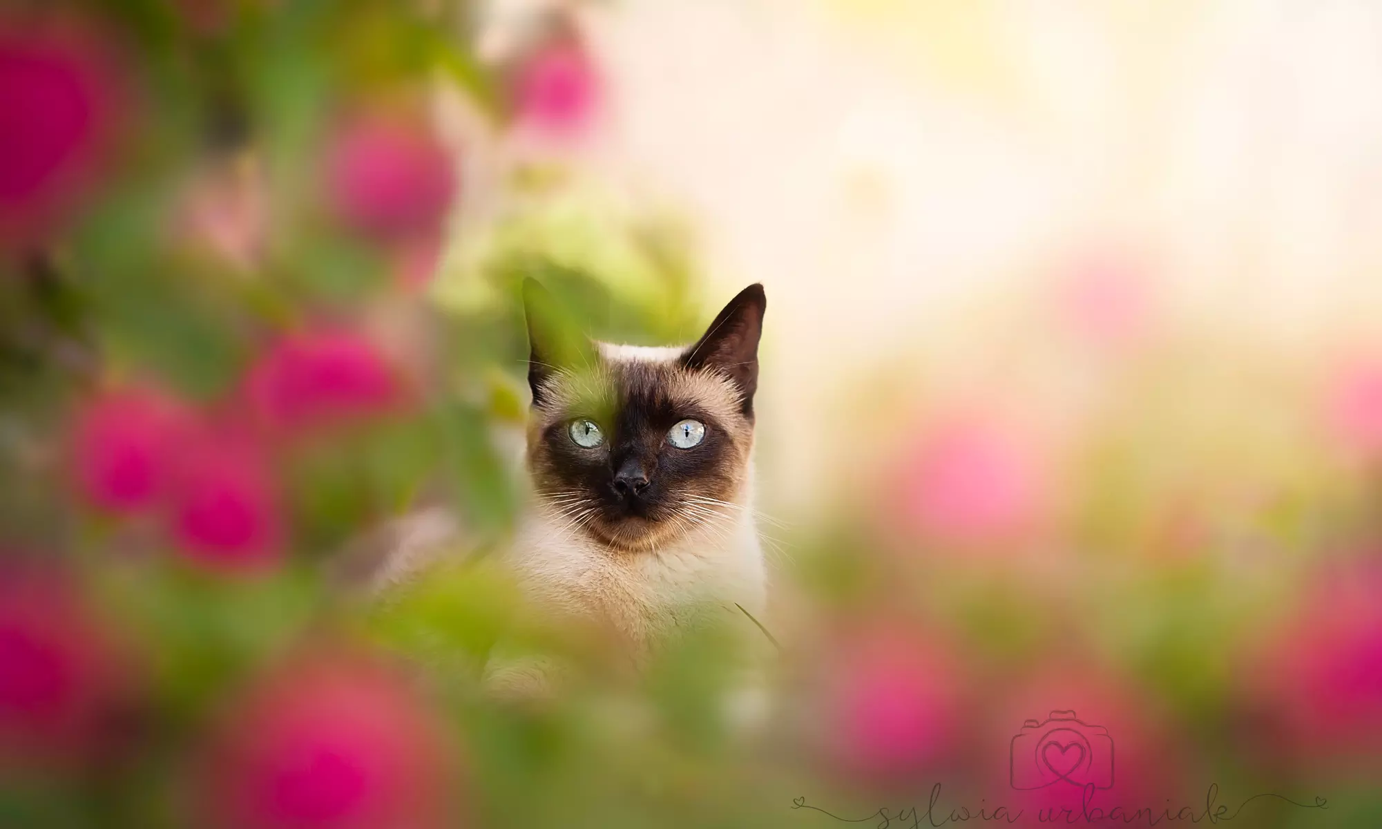 60-Minute Pet Photo Shoot with Prints from Sylwia Urbaniak Photography (80% Off) - Primary Image