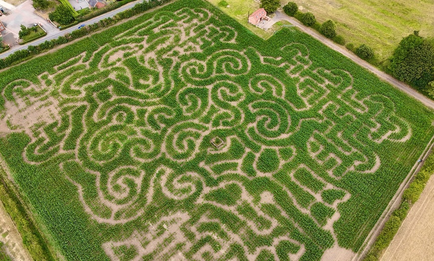 Image 3: Maze Entry and Sunflower Picking for One, Two, Three, or Four People