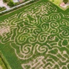 Image 3: Maze Entry and Sunflower Picking for One, Two, Three, or Four People