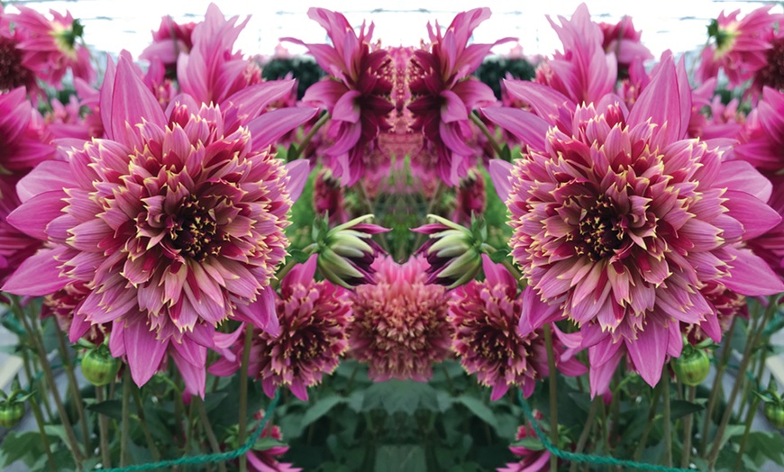 Image 2: Dahlia Mambo Tubers