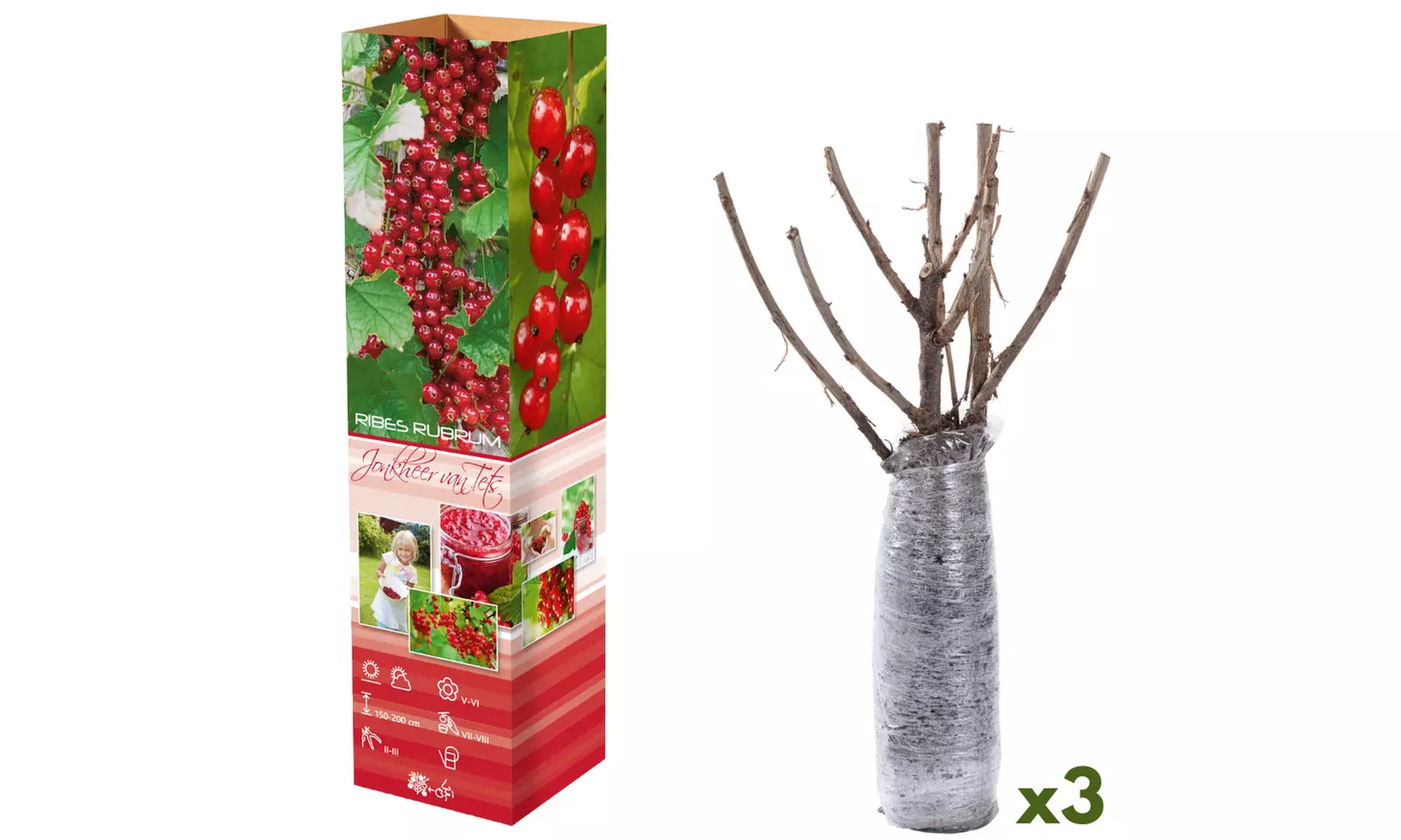 Set de plantas de grosellas y moras