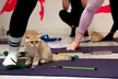 Kitty Yoga or Kitty Therapy in London – 60-Min Yoga or 40-Min Kitty Therapy (Up to 22% Off) - Image 5