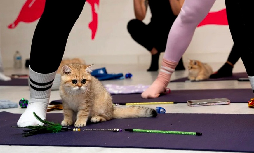 Image 5: Find Your Zen: Yoga Classes With Adorable Kittens in London