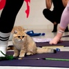 Image 5: Find Your Zen: Yoga Classes With Adorable Kittens in London