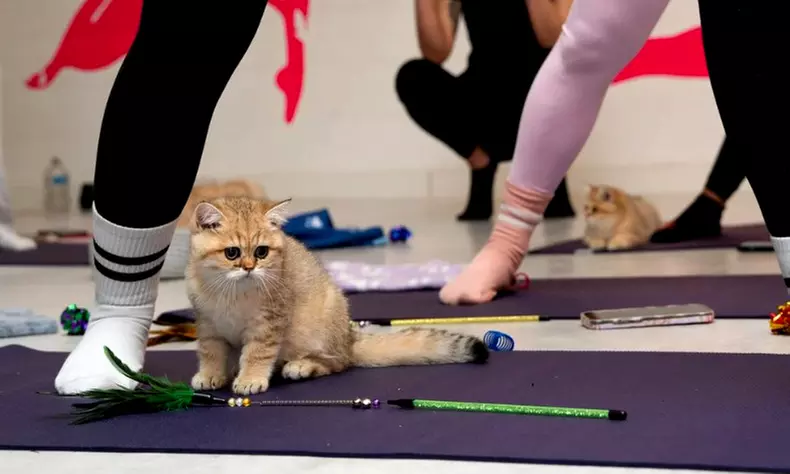 Find Your Zen: Yoga Classes With Adorable Kittens in London