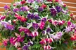 Up to 100 Fuchsia Giant Mixed Collection Plants - Image 6