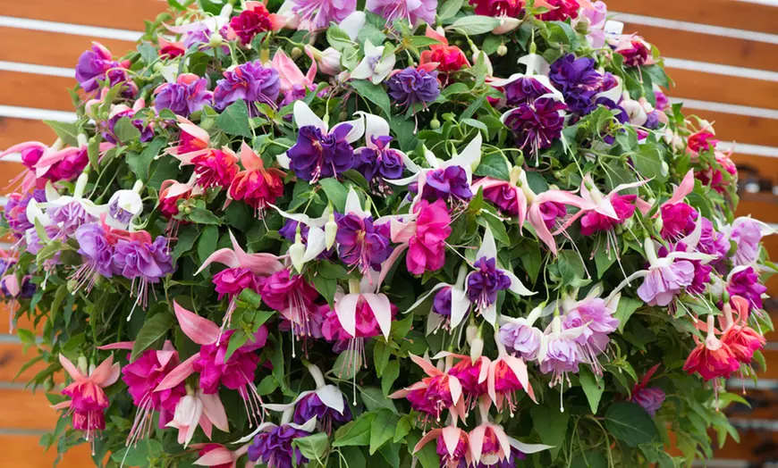 Image 6: Up to 100 Fuchsia Giant Mixed Collection Plants