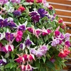 Image 6: Up to 100 Fuchsia Giant Mixed Collection Plants
