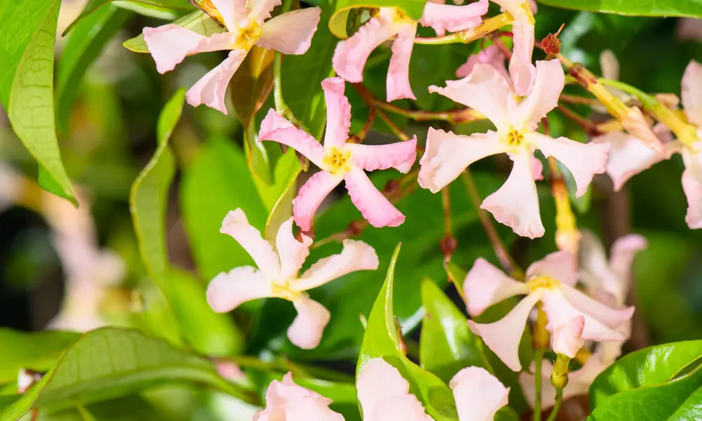 Set de 1 o 2 plantas de jazmín toscano XXL, de Gardenzo