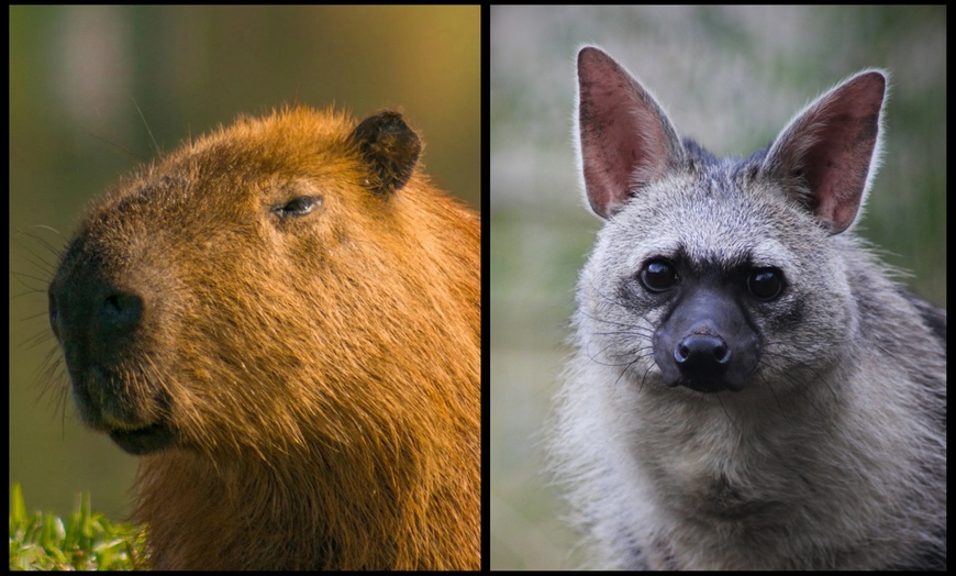 Image 5: Entry to Hemsley Conservation Centre + Capybara or Sloth Adoption Pack