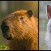 Image 5: Entry to Hemsley Conservation Centre + Capybara or Sloth Adoption Pack