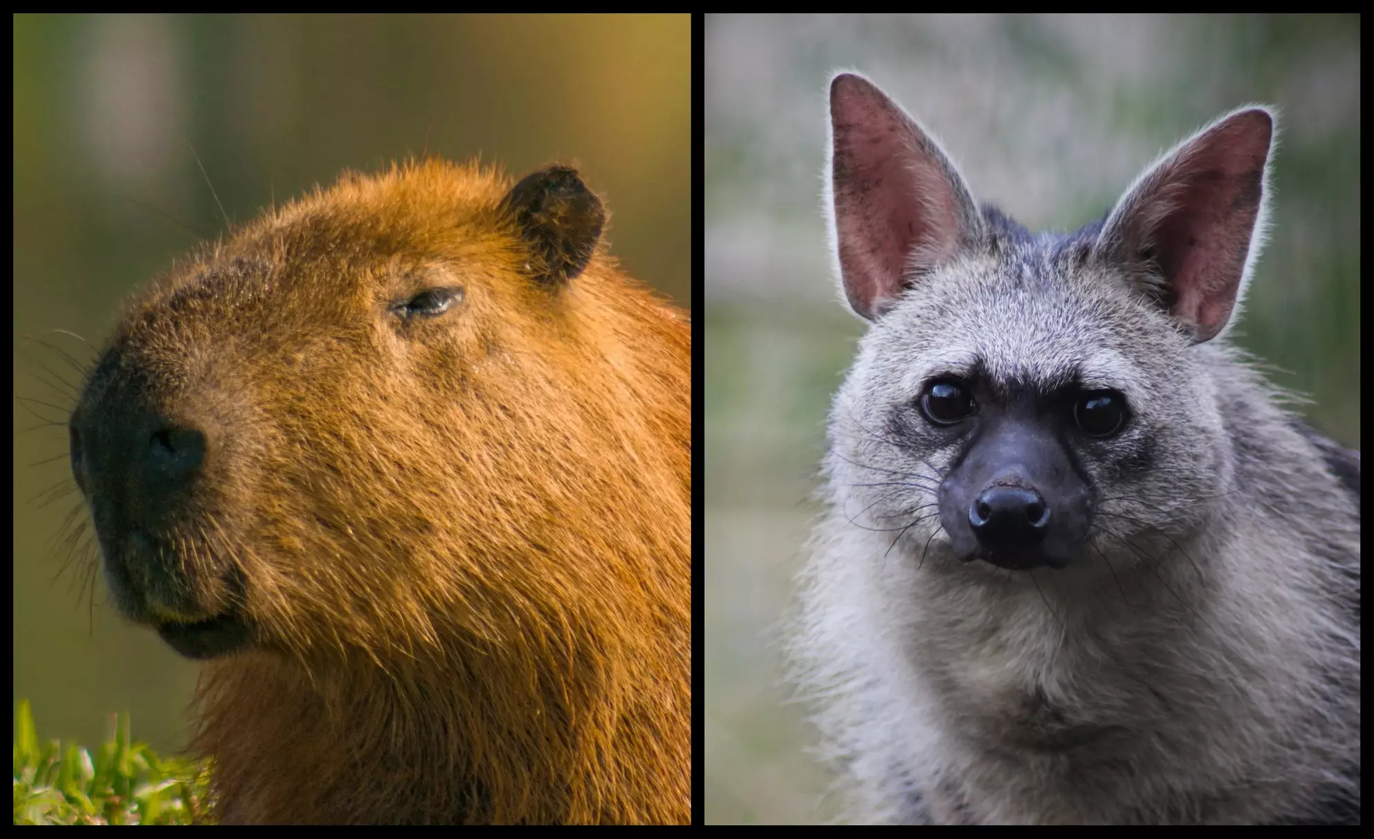 Entry to Hemsley Conservation Centre + Capybara or Sloth Adoption Pack