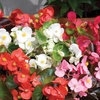 Image 11: Up to 72 Mixed Begonia Plug Plants