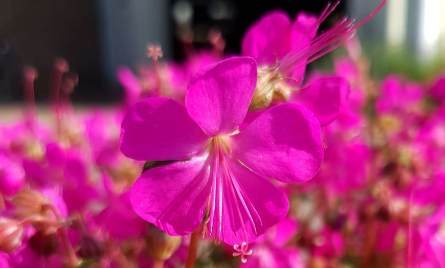 Image 6: One or Three Geranium 'Intense' 9cm Pot, Vibrant Neon Pink Blooms