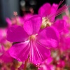 Image 6: One or Three Geranium 'Intense' 9cm Pot, Vibrant Neon Pink Blooms