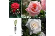 1 sur 2 ensembles de 3 roses à grandes fleurs pour l'extérieur, variété au choix - Image 4