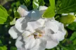 Gardenia Flowering Shrubs - Fragrant, Showy White Blooms, Hardy & Low-Maintenance Outdoor Plants, Free Shipping (Up to 15% Off) - Second Medium