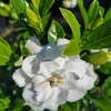 Image 3: Gardenias in Quart, 1 Gallon, and 3 Gallon Sizes with Free Shipping (Up to 24% Off)