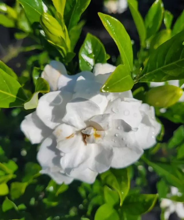 Gardenias in Quart, 1 Gallon, and 3 Gallon Sizes with Free Shipping (Up to 15% Off)