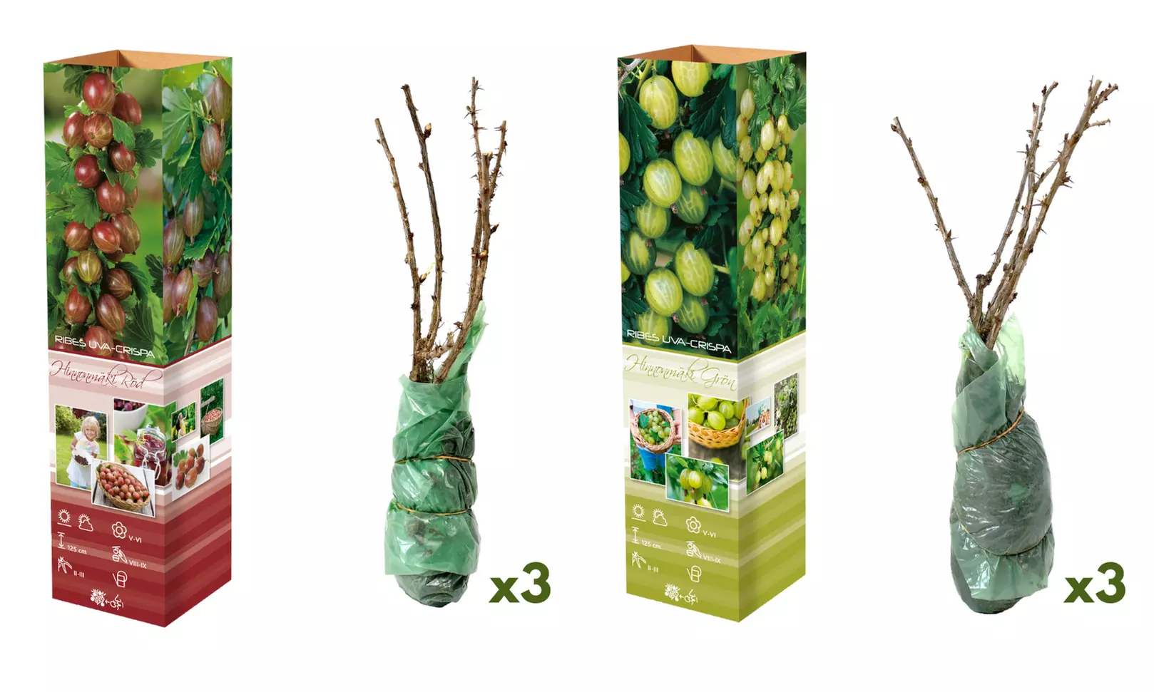 3er- oder 6er-Set rote oder grüne Stachelbeeren