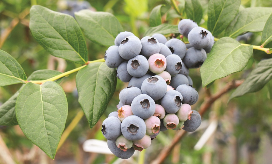 Image 1: One or Two Blueberry (Vaccinium) Powder Blue Potted Plants 9cm