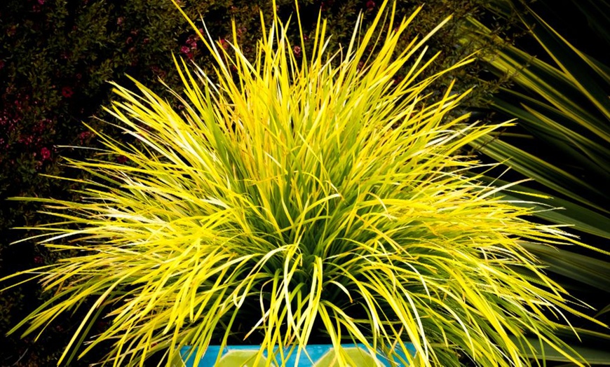 Image 1: Lomandra longifolia Miners Gold – 1 or 3 Potted Plants