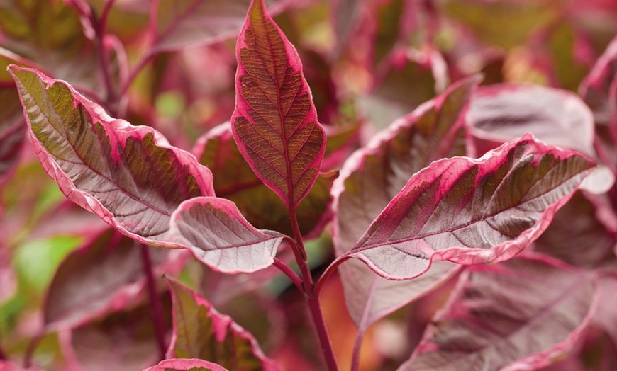 Image 1: Cornus Alba Miracle – 1, 3 or 5 Potted Plants