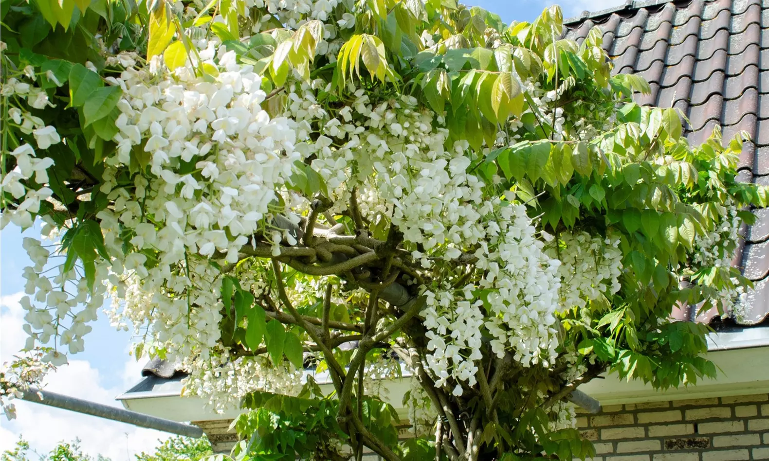 2 plants de 'Wisteria floribunda Longissima Alba' 60-70 cm, livrés en pot - Primary Image