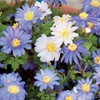 Image 4: Anemone Windflower Bulbs
