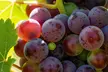 Muscadine Grape Vines - Sweet & Hardy, Disease-Resistant, Self-Fertile Varieties, Outdoor Plants, Free Shipping (Up to 15% Off) - Second Medium