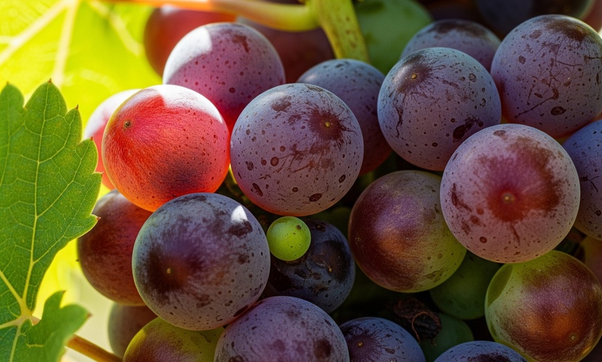 Image 2: Muscadine Grape Vines - Multiple Varieties with Free Shipping (Up to 15% Off)