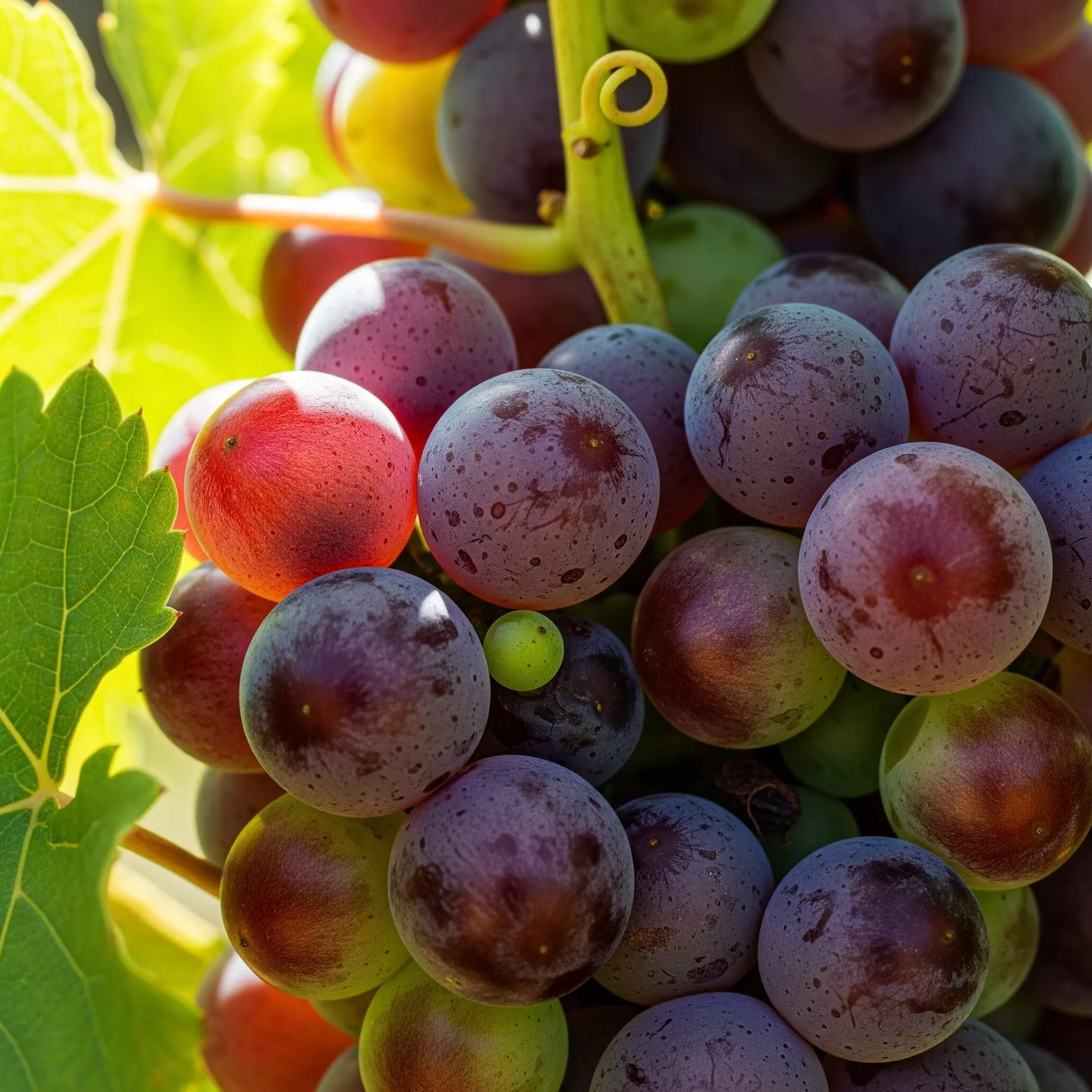 Muscadine Grape Vines - Multiple Varieties with Free Shipping (Up to 24% Off)