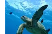 (Up to 58% Off) Unforgettable Snorkel Adventure for up to Six People at Banzai Divers Hawaii - Second Medium