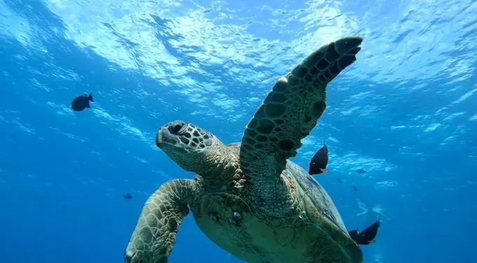 Up to 58% Off on Unforgettable Snorkel Adventure