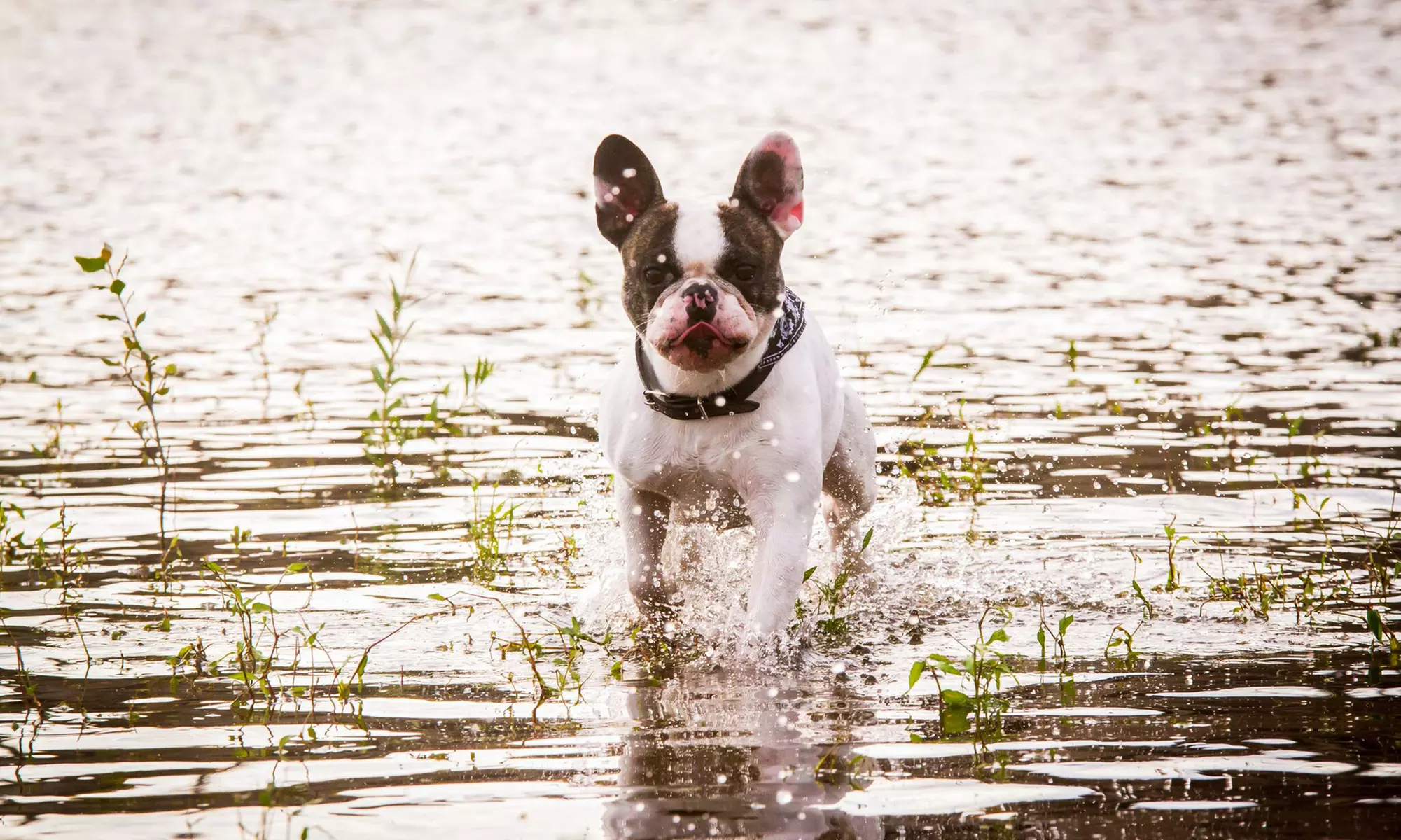 Haustier-Fotoshooting