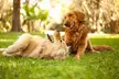 Keep Your Space Clean with One Time Pet Waste Removal Service for Up to Two Dogs by Pooperrific (Up to 55% Off) - Second Medium