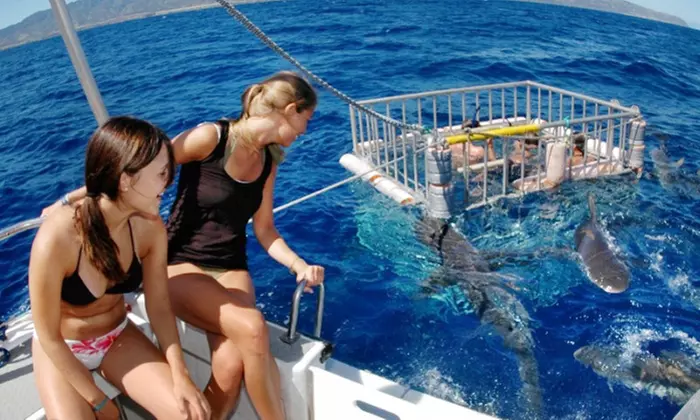 Witness & Dive with Galapagos, Sandbar, & Tiger Sharks in Oahu’s Coast