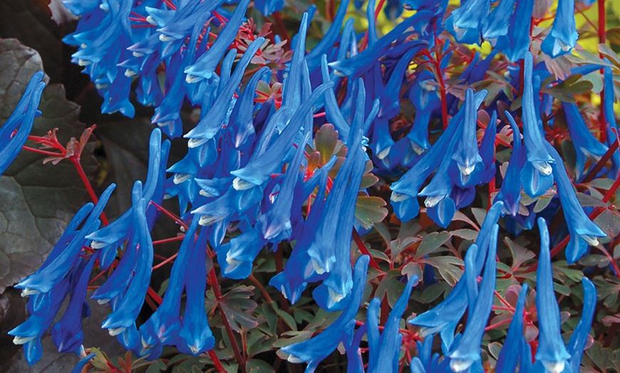 Image 1: Corydalis 'Blue Heron' Jumbo Plug