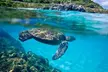 16 Locations Oahu Circle Island Tour: Driver, Local Guides, Lifeguard & Snorkeling with Turtles(Up to 50%Off)  - Second Medium