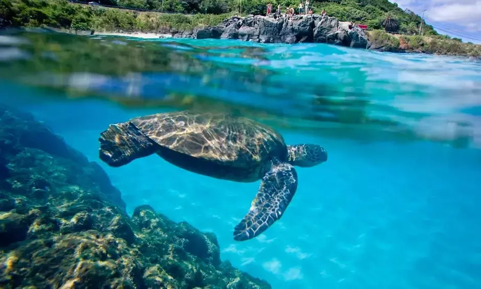 Embark w/ Northshore Circle Island Adventure for 1 Child,1 Adult